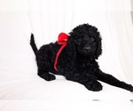 Small Photo #4 Labradoodle Puppy For Sale in PRATTSVILLE, AR, USA