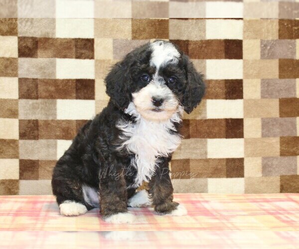 Medium Photo #4 Bernedoodle (Miniature)-Cavapoo (Miniature) Mix Puppy For Sale in DENVER, PA, USA