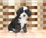 Jacob - Male Bernedoodle (Miniature)-Cavapoo (Miniature) Mix Puppy for Sale - Photo #4