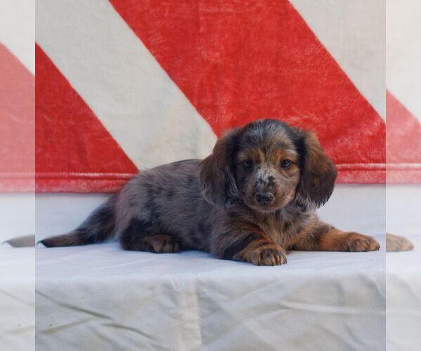 Medium Photo #2 Dachshund Puppy For Sale in HONEY BROOK, PA, USA