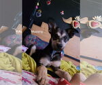 Small #1 Siberian Husky Mix