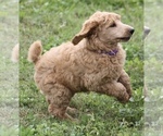 Small Photo #7 Poodle (Standard) Puppy For Sale in GARWOOD, TX, USA
