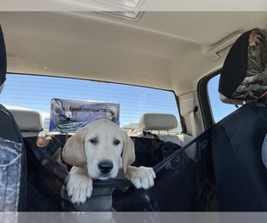 Labrador Retriever Puppy for sale in BREMEN, MN, USA
