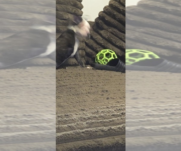 Medium Photo #8 Boston Terrier Puppy For Sale in MITCHELL, IN, USA