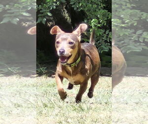 Dachshund-Unknown Mix Dogs for adoption in Alexander, AR, USA