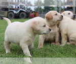 Small #5 Labrador Retriever