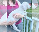 Small #17 Great Dane