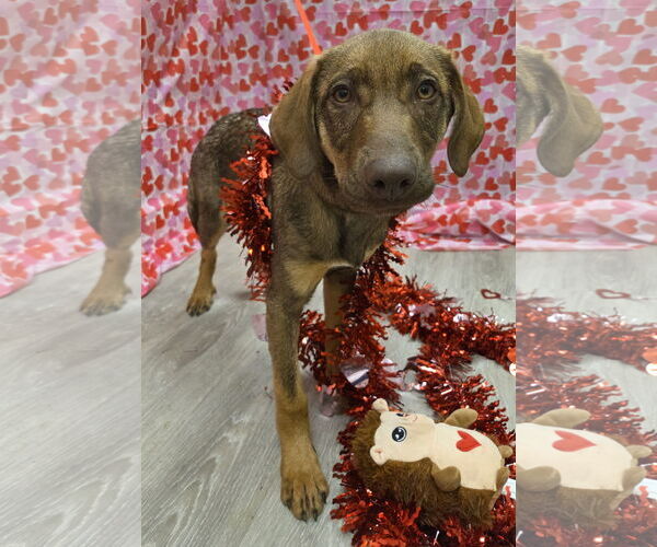 Medium Photo #3 Doberman Pinscher-Labrador Retriever Mix Puppy For Sale in Attalka, AL, USA