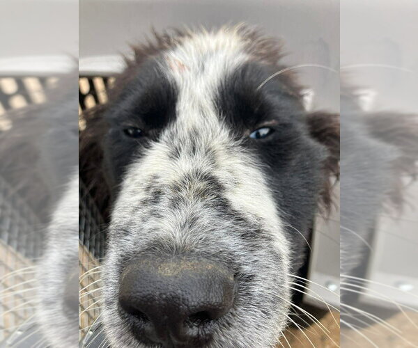 Medium Photo #1 Mutt Puppy For Sale in Calgary, Alberta, Canada