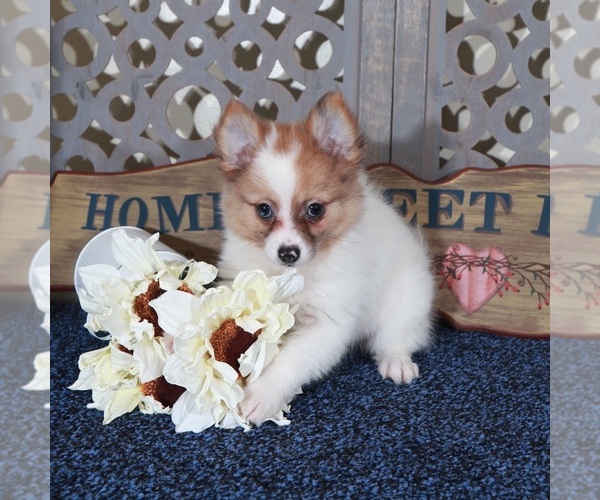 Medium Photo #3 Pomeranian Puppy For Sale in MOUNT VERNON, OH, USA