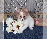 Small #2 Pomeranian