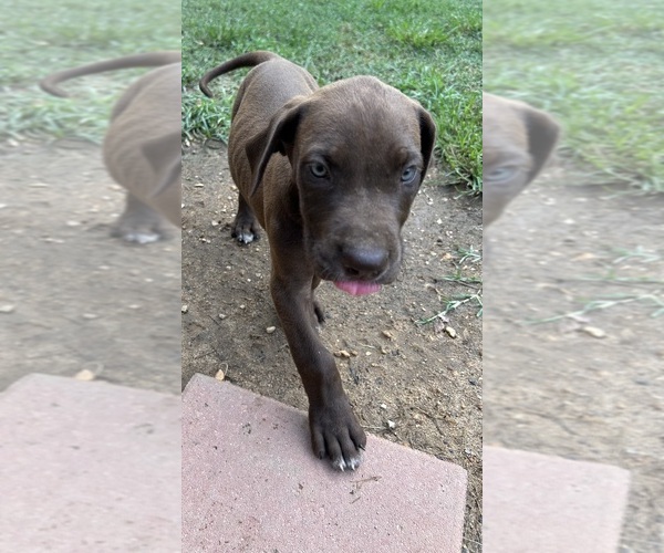 Medium Photo #9 Great Dane Puppy For Sale in CLANTON, AL, USA