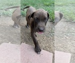 Small #8 Great Dane