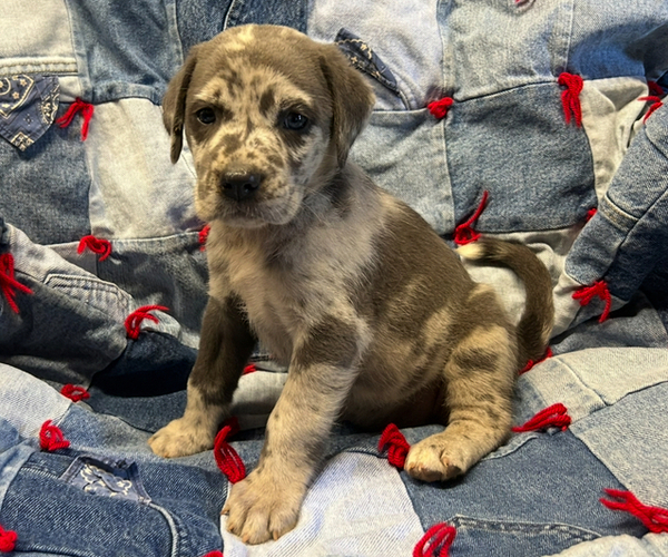 Medium Photo #2 American Pit Bull Terrier-Labrador Retriever Mix Puppy For Sale in RUTHERFORDTON, NC, USA