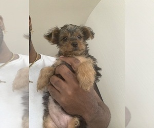 Yorkshire Terrier Puppy for sale in AVENTURA, FL, USA
