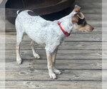 Small #11 Mutt