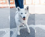 Small #3 Pomsky