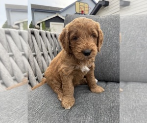 Goldendoodle Puppy for sale in OAKLAND, CA, USA
