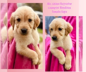 Golden Retriever Puppy for sale in SUGAR LAND, TX, USA