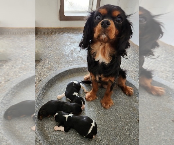 Medium Photo #1 Cavalier King Charles Spaniel Puppy For Sale in CARLISLE, KY, USA