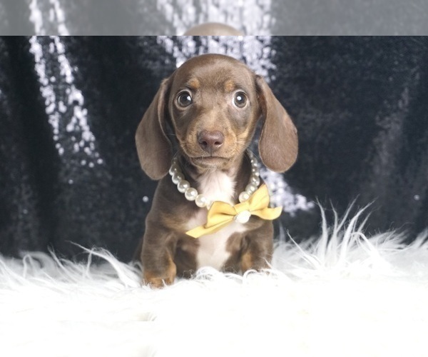 Medium Photo #4 Dachshund Puppy For Sale in WARSAW, IN, USA