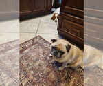 Small #5 Pug