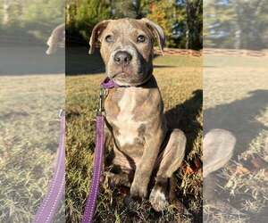 Mutt Dogs for adoption in Greenville, SC, USA