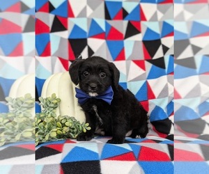 Jug-Poodle (Miniature) Mix Puppy for sale in LEOLA, PA, USA