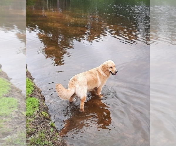 Medium Photo #3 Golden Retriever Puppy For Sale in STELLA, NC, USA