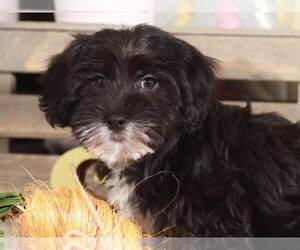 YorkiePoo Puppy for sale in MOUNT VERNON, OH, USA