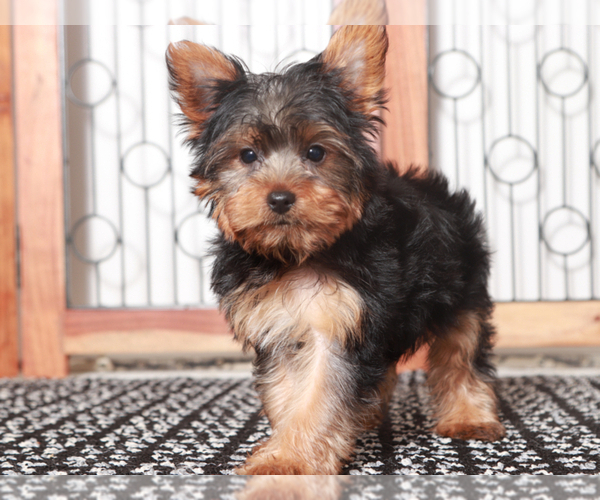 Medium Photo #3 Yorkshire Terrier Puppy For Sale in NAPLES, FL, USA
