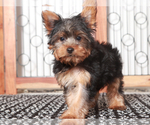 Small #2 Yorkshire Terrier