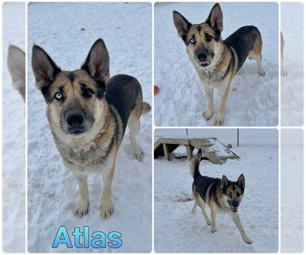 Medium Photo #1 Gerberian Shepsky Puppy For Sale in Pierceton , IN, USA