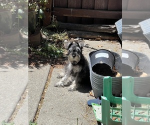 Father of the Schnauzer (Miniature) puppies born on 09/30/2025