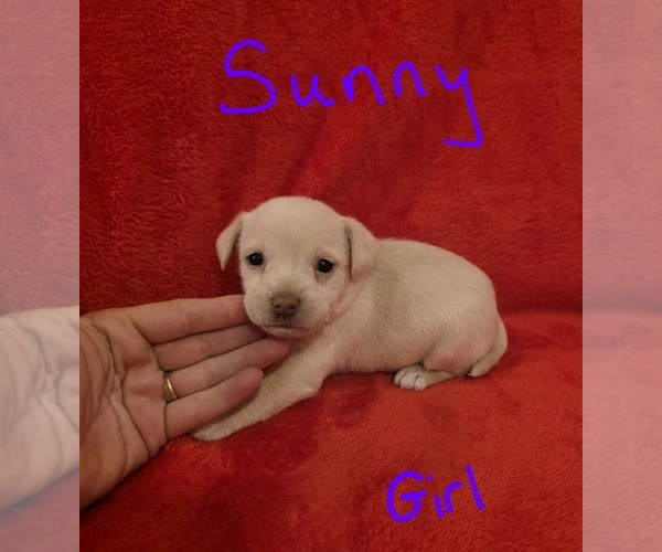Medium Photo #12 Chizer Puppy For Sale in MONTEZUMA, GA, USA