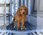 Small #2 Goldendoodle
