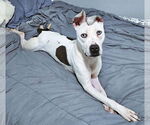 Small #4 American Pit Bull Terrier-Dalmatian Mix