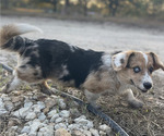 Small Photo #4 American Corgi Puppy For Sale in COLLEGE STATION, TX, USA