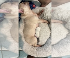 Mother of the French Bulldog puppies born on 09/17/2024
