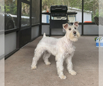 Small Photo #1 Schnauzer (Miniature) Puppy For Sale in OCALA, FL, USA