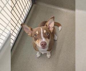 Mutt Dogs for adoption in San Martin, CA, USA