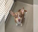 Small Mutt