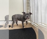 Small Photo #14 American Bully Puppy For Sale in BEDFORD, MA, USA
