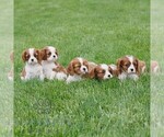 Small #1 Cavalier King Charles Spaniel