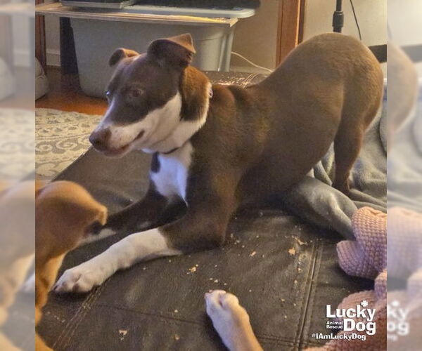 Medium Photo #10 Lab-Pointer Puppy For Sale in Washington, DC, USA