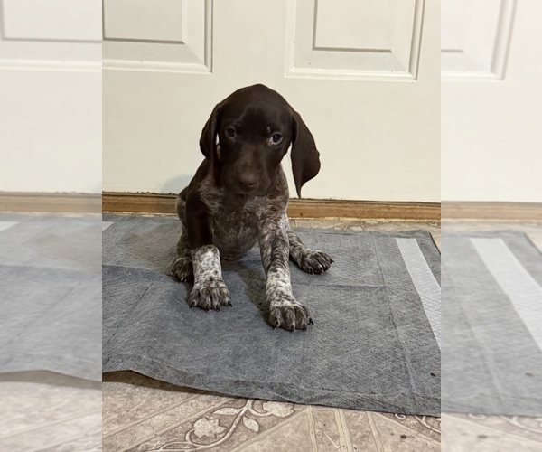 Medium Photo #1 German Shorthaired Pointer Puppy For Sale in SHERMANS DALE, PA, USA