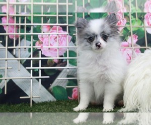 Pomeranian Puppy for sale in MARIETTA, GA, USA