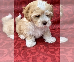 Maltese Puppy for sale in BATON ROUGE, LA, USA