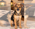 Small Photo #2 Mutt Puppy For Sale in Sistersville, WV, USA