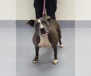 American Staffordshire Terrier-Unknown Mix Dogs for adoption in Louisville, KY, USA